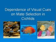 Dependence of Visual Cues on Mate Selection in Cichlids