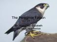 The Peregrine Falcon PowerPoint PPT Presentation