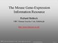 The Mouse Gene-Expression Information Resource PowerPoint PPT Presentation