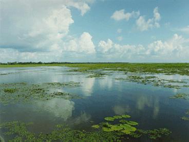 ENVIRONMENTAL PROTECTION INITIATIVES IN BANGLADESH