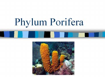 Phylum Porifera