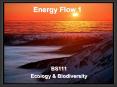 Energy Flow 1 PowerPoint PPT Presentation