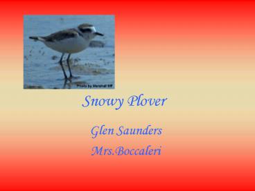 Snowy Plover