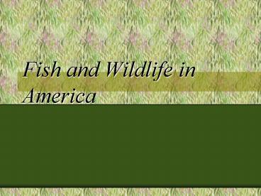 Fish and Wildlife in America