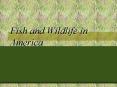 Fish and Wildlife in America PowerPoint PPT Presentation