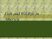 Fish and Wildlife in America