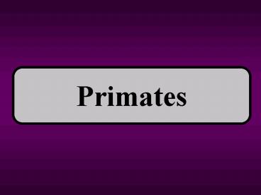 Primates