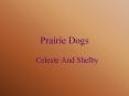 Prairie Dogs PowerPoint PPT Presentation