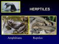 HERPTILES PowerPoint PPT Presentation