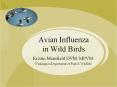 Avian Influenza in Wild Birds PowerPoint PPT Presentation