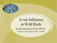 Avian Influenza in Wild Birds