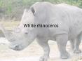 White rhinoceros PowerPoint PPT Presentation
