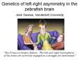 Genetics of leftright asymmetry in the zebrafish brain PowerPoint PPT Presentation