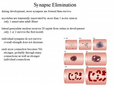 Synapse Elimination
