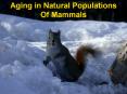 Keeping the Wolf from the Door: Life History Responses of Mammals to Living in an Energy Limited World PowerPoint PPT Presentation
