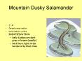 Mountain Dusky Salamander PowerPoint PPT Presentation