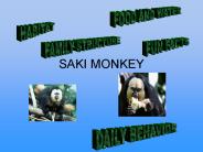 SAKI MONKEY