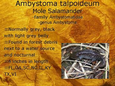 Ambystoma talpoideum Mole Salamander family Ambystomatidae genus Ambystoma