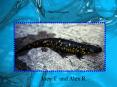 Tiger Salamander PowerPoint PPT Presentation