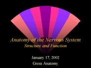 Anatomy of the Nervous System Structure and Function