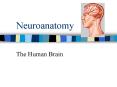 Neuroanatomy PowerPoint PPT Presentation