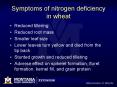 Symptoms of nitrogen deficiency in wheat PowerPoint PPT Presentation