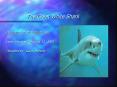The Great White Shark PowerPoint PPT Presentation