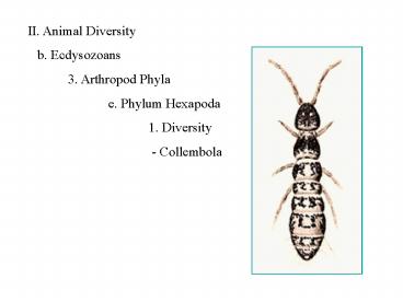 II' Animal Diversity