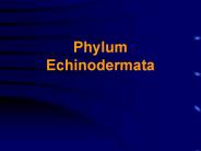 Phylum%20Echinodermata