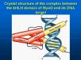 Crystal structure of the complex between the bHLH domain of MyoD and its DNA target PowerPoint PPT Presentation