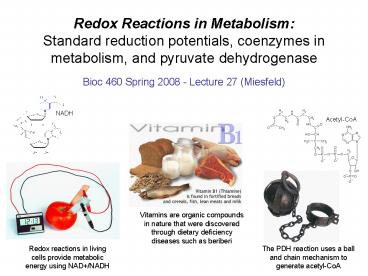 Bioenergetics and Metabolism