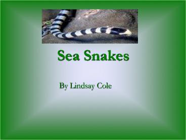 Sea Snakes