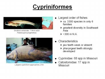 presentation player overlay