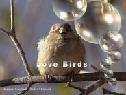 Musique: Songbird 
