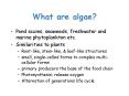 What are algae PowerPoint PPT Presentation