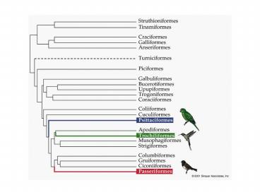 Playback experiments: whitethroated sparrow