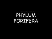 PHYLUM PORIFERA