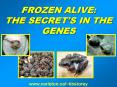 FROZEN ALIVE: THE SECRETS IN THE GENES PowerPoint PPT Presentation