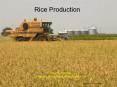 RICE PRODUCTION PowerPoint PPT Presentation