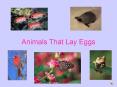 Animals That Lay Eggs PowerPoint PPT Presentation