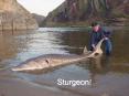 Sturgeon! PowerPoint PPT Presentation
