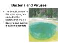 Bacteria and Viruses PowerPoint PPT Presentation
