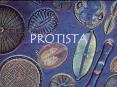 PROTISTA PowerPoint PPT Presentation