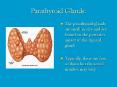 Parathyroid%20Glands: PowerPoint PPT Presentation