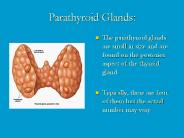 Parathyroid%20Glands: