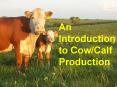 An Introduction to CowCalf Production PowerPoint PPT Presentation