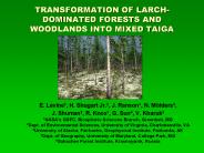 TRANSFORMATION OF LARCH-DOMINATED FORESTS AND WOODLANDS INTO MIXED TAIGA