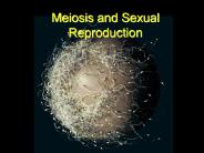 Meiosis and Sexual Reproduction