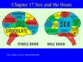 Chapter 17 Sex and the Brain PowerPoint PPT Presentation