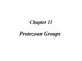 Protozoan Groups PowerPoint PPT Presentation